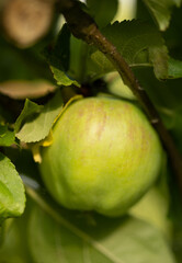 macro photo of a green apple on a tree