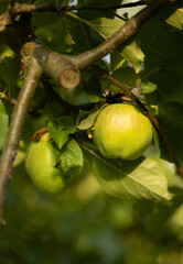 Green apples with red sides grow on a branch, macro photo