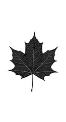 Detailed monochrome illustration of a maple leaf on a white background.