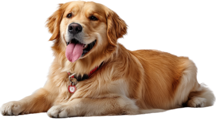 Golden Retriever's Regal Pose: A stunning, golden retriever lies gracefully, exuding charm and contentment, its eyes alight with friendly warmth, capturing the essence of the canine spirit.