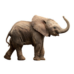 Obraz premium Adorable baby elephant with trunk raised in playful greeting, a charming wildlife portrait capturing innocence and wonder for nature lovers and educational projects.