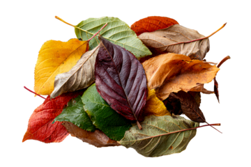 Colorful autumn leaves arranged on a white surface
