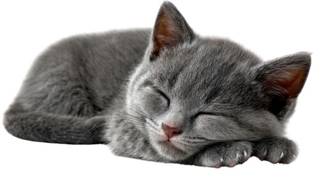 Serene Slumber of a Gray Kitten: This heartwarming image captures a moment of pure serenity as a fluffy, gray kitten drifts off to sleep, curled up in a peaceful pose of contented dreams.