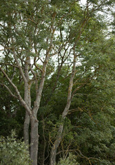 a beautiful tall tree that touches the sky, nature photography, beautiful nature