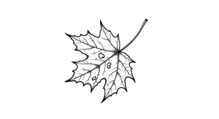 A simple black and white line art illustration of a single maple leaf, showing detailed veins and a stem.