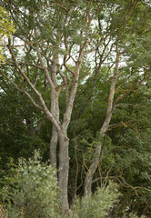 beautiful tall tree with a branched crown