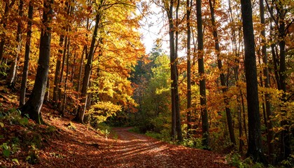 Obraz premium Autumn forest path, vibrant fall foliage