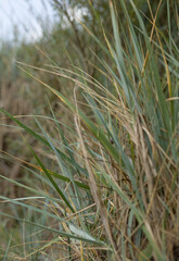 green grass in the wind