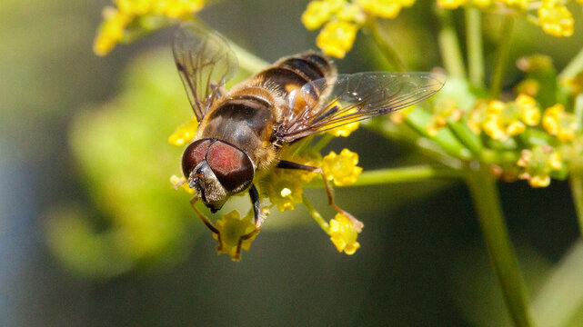 bee on yellow flower