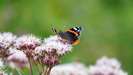 Red Admiral Butterfly perched on Hemp Agrimony, Derbyshire England
