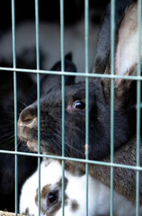 Obraz premium A surprised black rabbit sits in a rabbit hutch and looks through its bars
