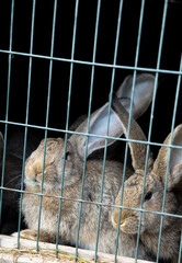 Obraz premium gray brown rabbits in cage