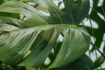 close-up of monstera deliciosa leaf center &ndash; concept: abstract nature and detail study
