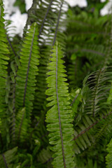 Close-up of green fern leaves in sunlight