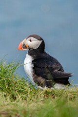 A charming puffin stands proudly on a grassy cliff, overlooking the calm waters of the ocean. This quintessential setting captures the beauty of Icelands wildlife and coastal landscape.