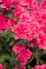 Azalea Flowers in a Greenhouse
