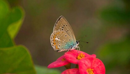 Butterfly on a vibrant flower