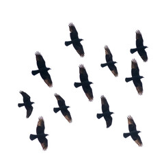 Obraz premium a group of black birds flying on white or transparent background