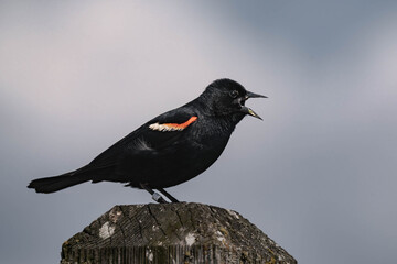 Male red-winged blackbird (Agelaius phoeniceus) in British Columbia, Canada.	