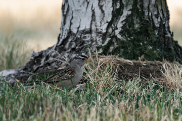 Adult white-crowned sparrow (Zonotrichia leucophrys)