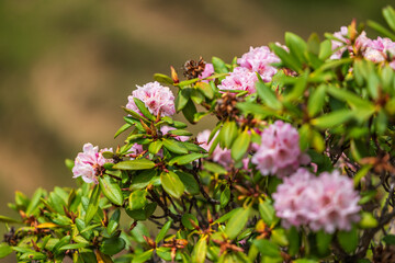 Rhododendron ferrugineum in the open air