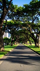 Obraz premium Tree-lined avenue in park