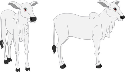 Illustration of Indian Zebu cow in standing pose – side and front view, domestic livestock animal, vector isolated on white background