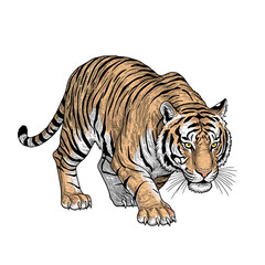 Obraz premium A detailed illustration of a tiger in a stalking pose, rendered in a sketch style with visible line work and coloring.