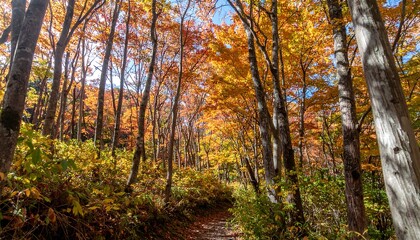 Fototapeta premium Autumn forest pathway with vibrant foliage