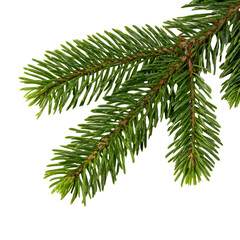 Naklejka premium Realistic Christmas Tree Branch with Pine Needles Illustration