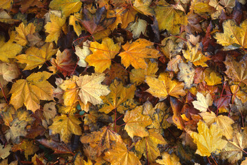 Maple leaves with autumn colors
