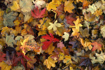 Maple leaves with autumn colors