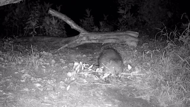 Jungbiber sammelt nachts &Auml;ste zum fressen und f&uuml;r die Biberburg, Nachtaufnahme