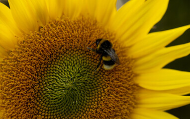 A bumblebee collects pollen from a blooming yellow sunflower 
