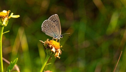 Butterfly on flower in nature