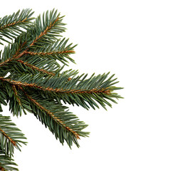 Realistic Christmas Tree Branch with Pine Needles Illustration