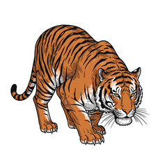 Obraz premium Illustration of a tiger in a stalking pose, rendered in a detailed, graphic style with orange and black stripes.