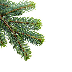 Realistic Christmas Tree Branch with Pine Needles Illustration