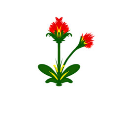 red gerbera flower