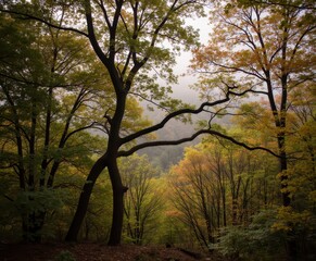 Misty Autumn Forest with Colorful Foliage and Dramatic Tree Branches Creating a Serene Natural Landscape Scene