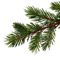 Naklejka premium Realistic Christmas Tree Branch with Pine Needles Illustration