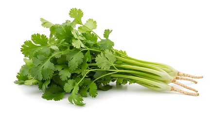 Fresh bunch of cilantro with roots and leaves on white background