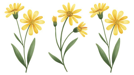 Three Delicate Yellow Wildflowers with Green Stems and Leaves, transparent background
