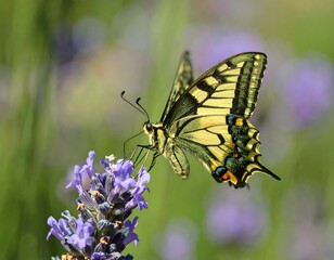 Obraz premium Butterfly on Lavender