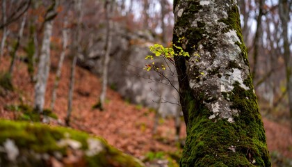 Autumn forest scene with mossy tree trunk and new growth