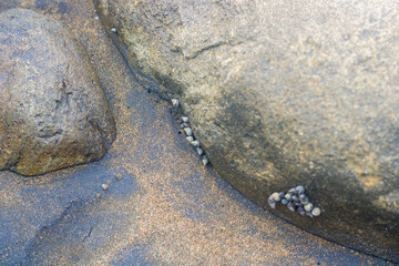 A group of small snails on a beach rock