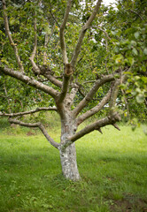 Fototapeta premium apple tree wintering in the summer garden among green grass beautiful nature