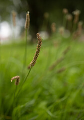 spikelet of grass on a blurred grass background