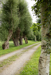 beautiful landscape large old willows, birches and mountain ash trees form an alley along the dirt road