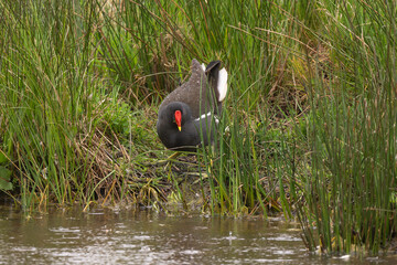 Gallinule poule d'eau,Gallinula chloropus, Common Moorhen